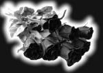 Schwarze Rosen - Wand- und Tischdeko, Aufkleber 6 Stck